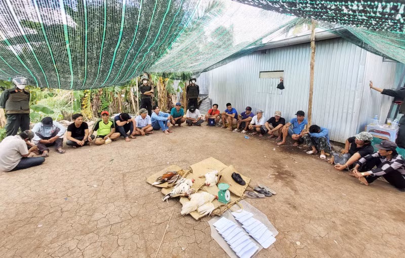 Các đối tượng đá gà (hàng ngồi) bị Phòng CSHS Công an tỉnh Bạc Liêu bắt quả tang.