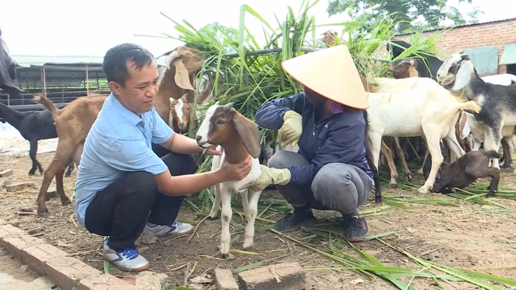 Nông dân xã Quảng Tân, huyện Hải Hà phát triển mô hình nuôi dễ theo hướng hữu cơ. 