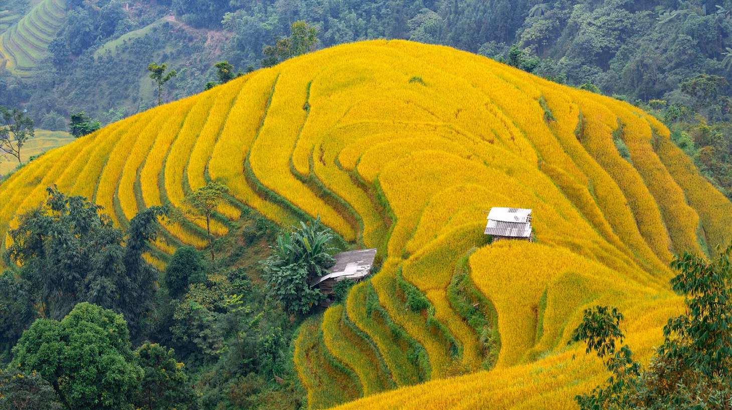 Bức tranh thiên nhiên mang sắc vàng rực rỡ.