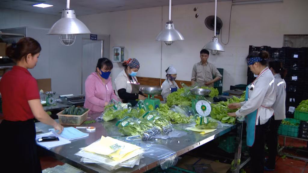 Sản phẩm rau sạch trồng theo phương pháp thủy canh của Công ty CP Đầu tư xây dựng và Thương mại 188 (TX Đông Triều).