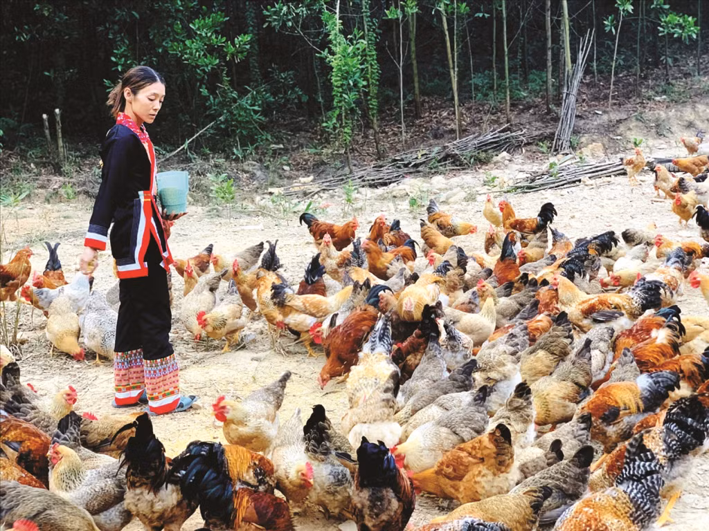 Mô hình chăn nuôi gà bản Đầm Hà của chị Dương Xám Múi (thôn Tài Lý Sáy, xã Quảng Lâm, huyện Đầm Hà). Ảnh: Mỹ Dung