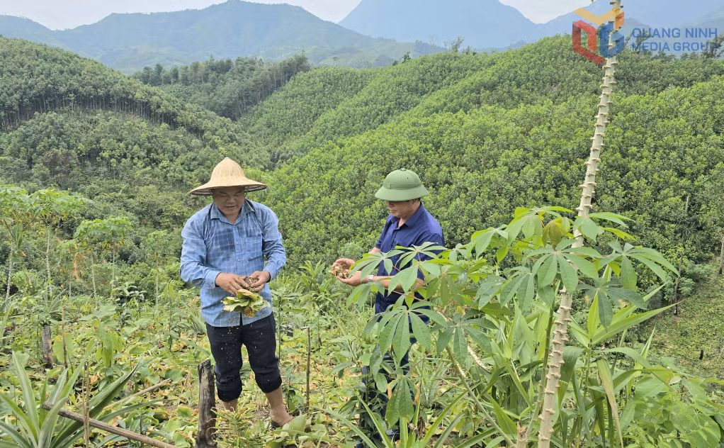 Anh Tằng A Nhì (bên trái), thôn Thanh Bình, xã Quảng Tân trao đổi với cán bộ Hội Nông dân xã về mô hình trồng địa liền của gia đình.
