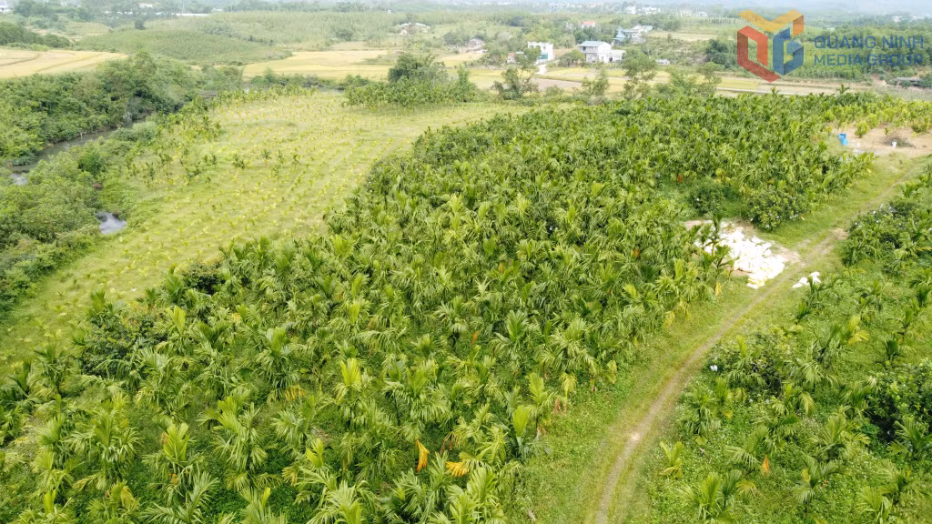 Mô hình trồng cau xuất khẩu được xã Quảng Tân xác định có nhiều tiềm năng nhân rộng.