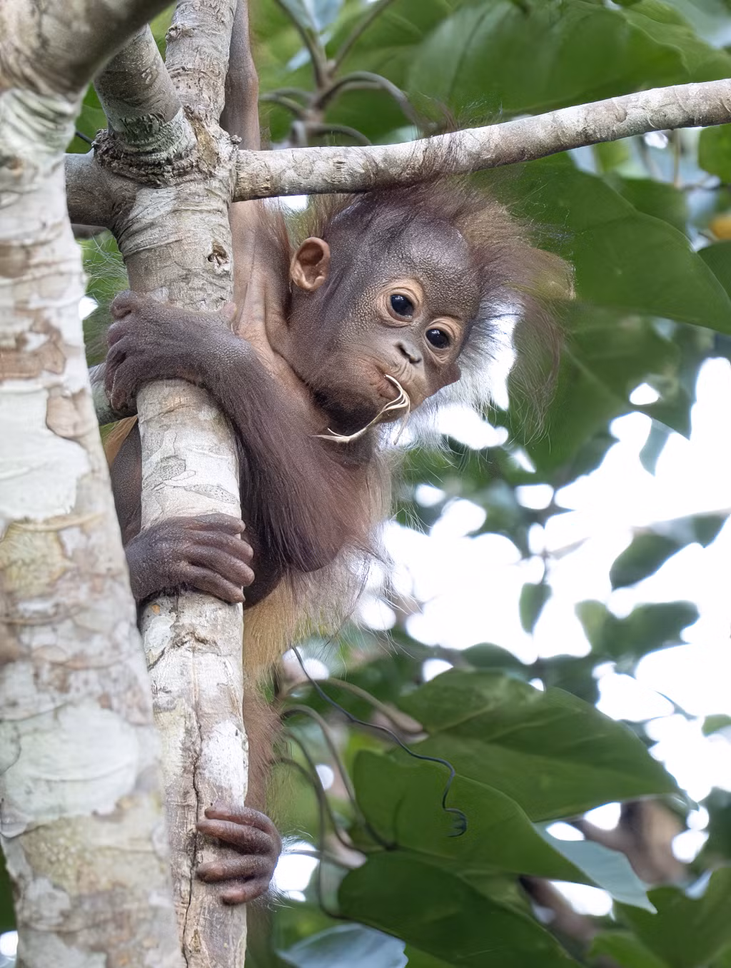 Đười ươi nhỏ leo trèo giữa thiên nhiên tuyệt đối hoang dã của Malaysia