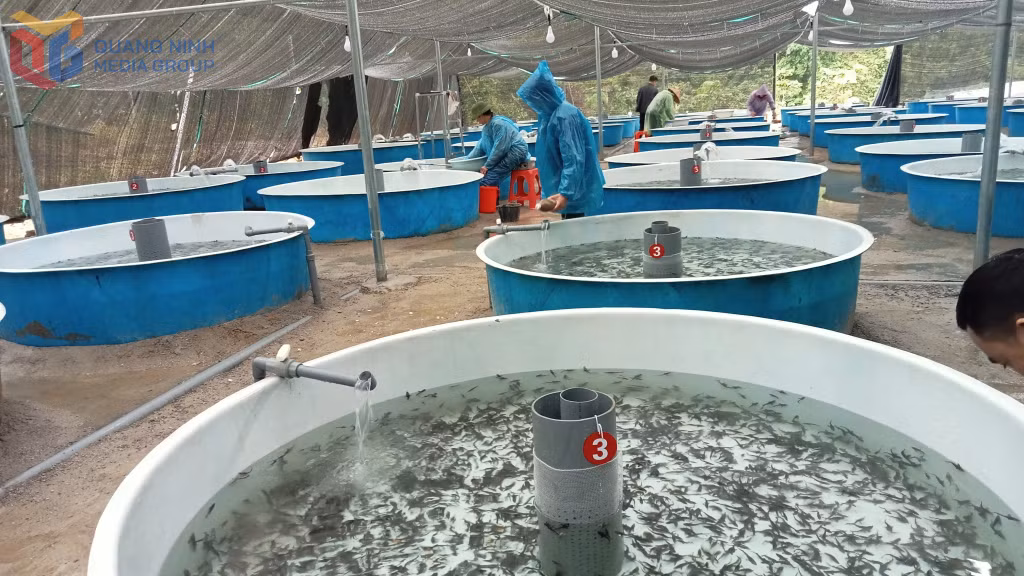 Trang trại nuôi cá tầm tại thôn Sẹc Lống Mìn, xã Quảng Tân
