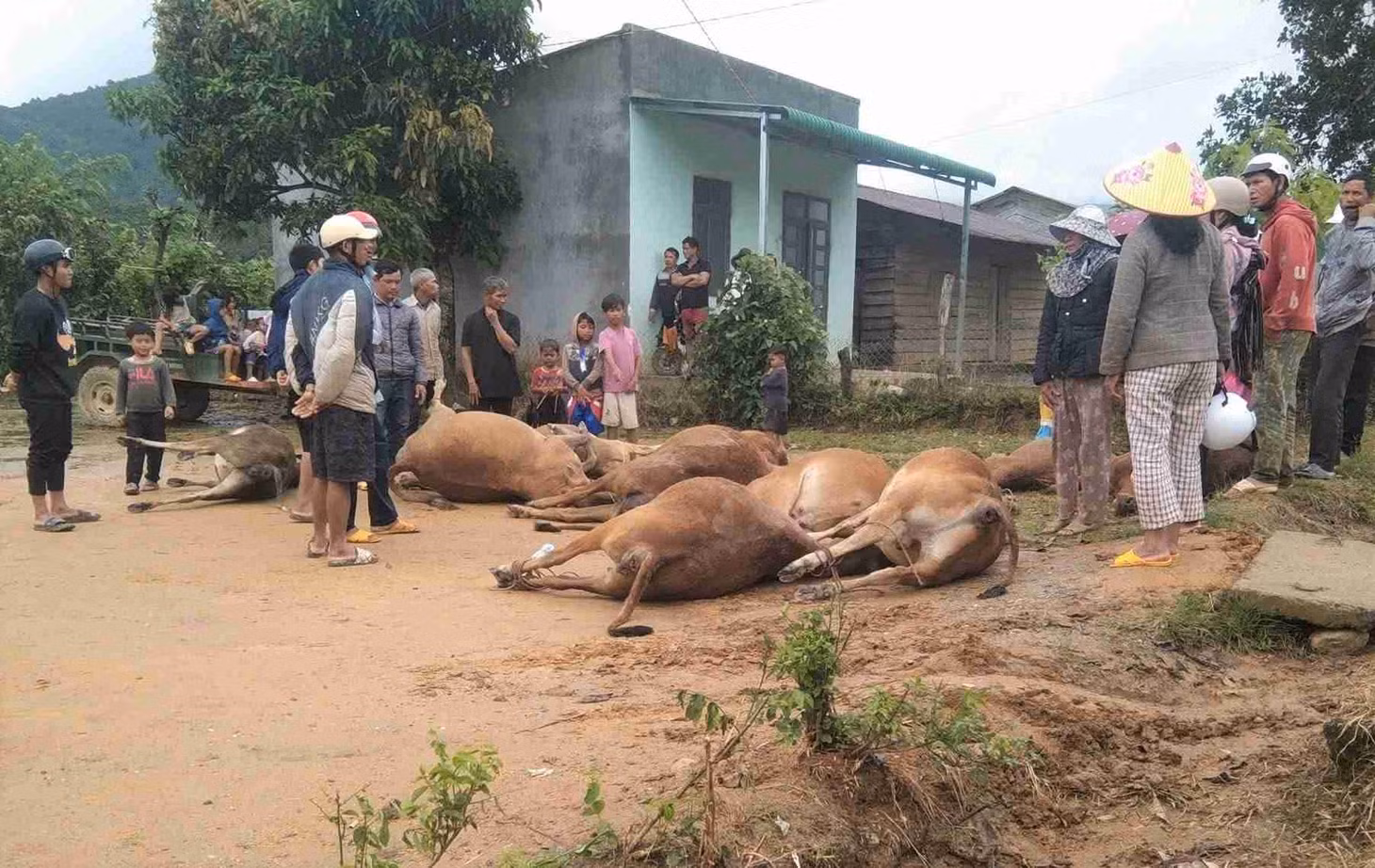 Hàng chục con bò, cơ nghiệp của người dân xã Đam Rông 4 bị nước lũ cuốn trôi làm chết. Ảnh: Chính quyền địa phương cung cấp