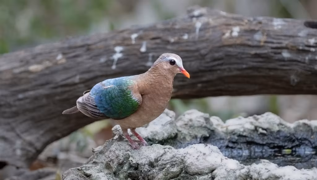 Chim cu xanh dịu dàng bước đi trong rừng Kinabalu