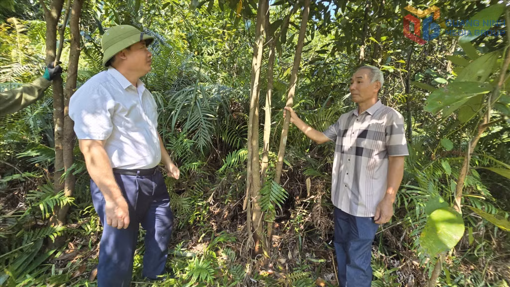 Mô hình trồng cây quế ở thôn Nam Kim (xã Ba Chẽ).