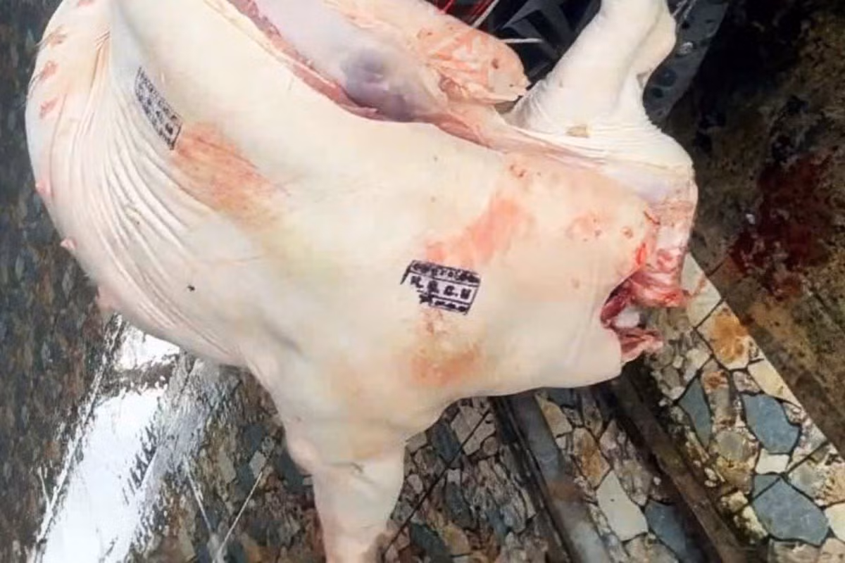 Cá thể heo nhiễm bệnh được cơ quan Công an phát hiện tại cơ sở giết mổ. Ảnh: Công an Cần Thơ