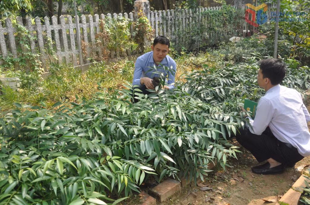 Cây kim giao được nhân giống trong Vườn sưu tập thực vật của Vườn quốc gia Bái Tử Long.
