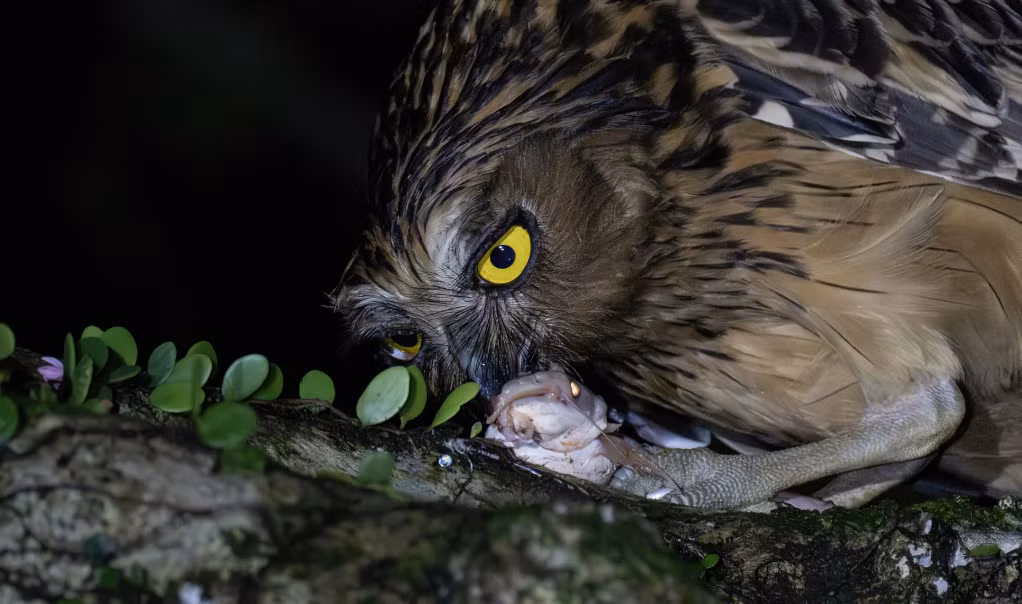 Bữa tối giữa rừng hoang của loài cú cá (Buffy fish owls)