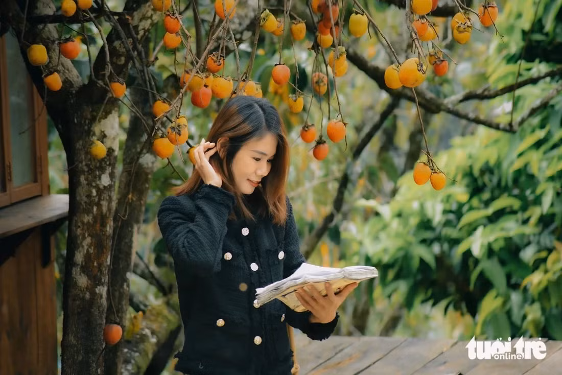Du khách chụp ảnh dưới tán cây hồng - Ảnh: VĂN PHÚ