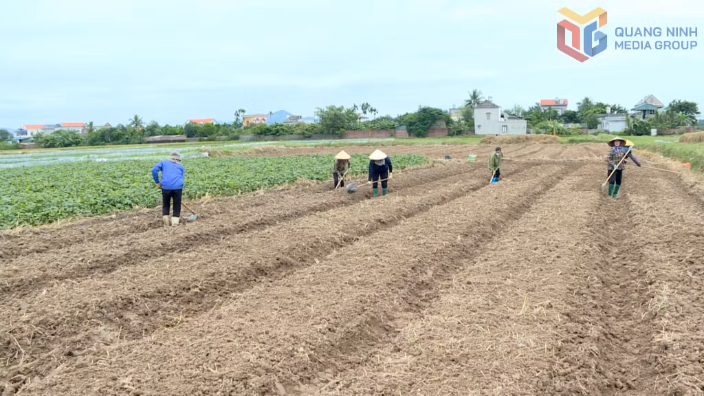 Sau khi thu hoạch lúa mùa xong nông dân phường Bình Khê khẩn trương làm đất trồng cây vụ đông.