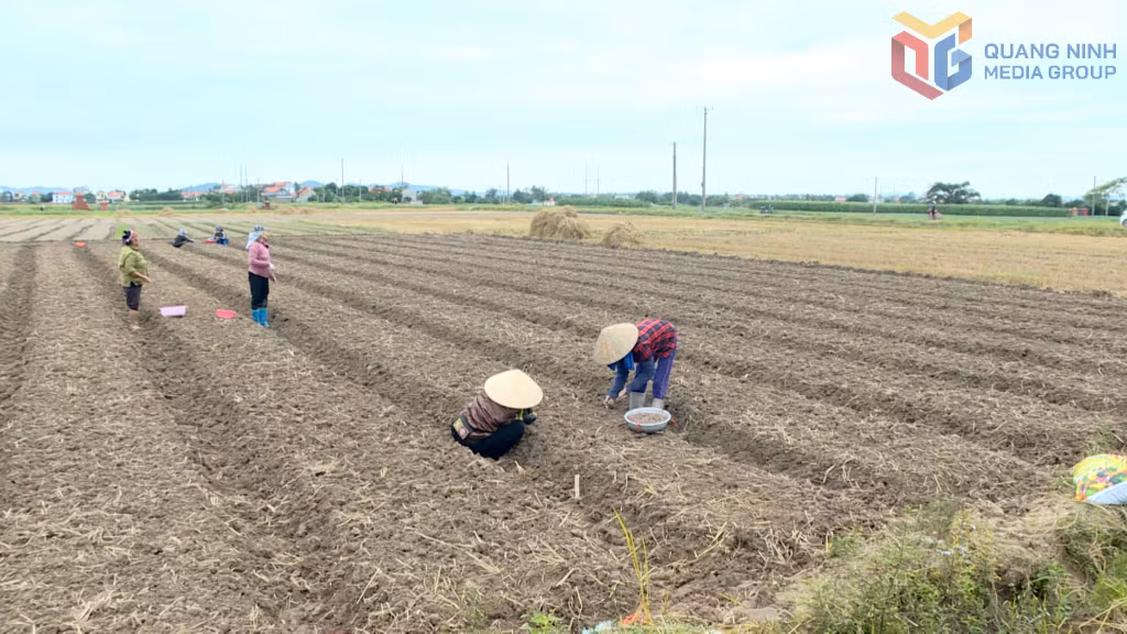 Vụ Đông năm nay, nhà bà Vũ Thị Đối ở khu Dọc Mản, phường Bình Khê trồng gần 3.600m2.