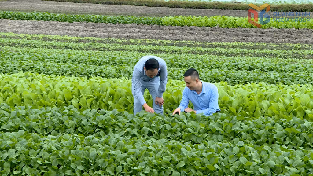 Cánh đồng rau màu của phường Hiệp Hòa.