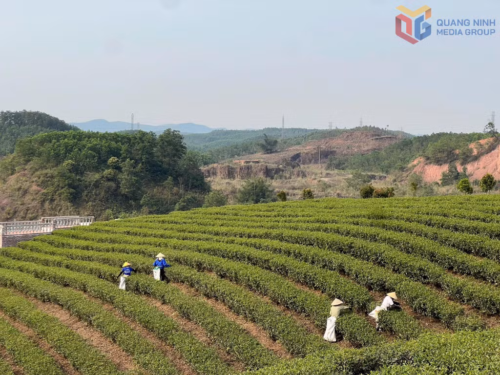 Vùng trồng chè hữu cơ Việt Tú tại xã Đường Hoa.