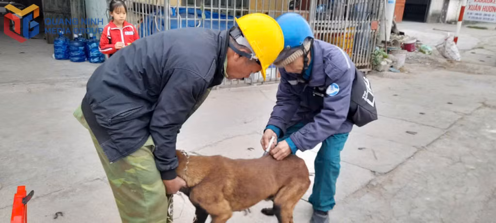 Người dân TX Quảng Yên đưa chó, mèo nuôi đi tiêm phòng bệnh dại.