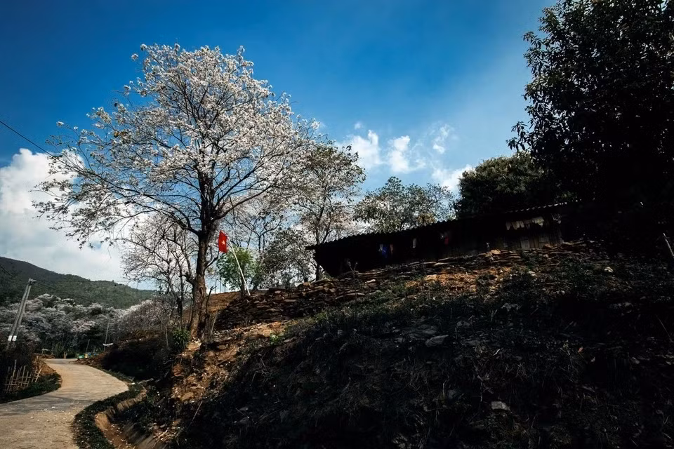 Anh Thiện Nguyễn, một người đam mê nhiếp ảnh, đang sống ở Điện Biên đã tới Nặm Cứm nhiều lần trong hơn 1 tháng qua, kể từ khi mùa hoa ban khoe sắc. "Những gốc ban ở đây xù xì, nhuốm màu thời gian, hoa bung nở trắng muốt, tinh khôi, thể hiện sức sống mãnh liệt. Mỗi cây ban có hình dáng, đặc điểm khác nhau. Vẻ đẹp hoàn toàn tự nhiên ấy khiến mỗi lần tới đây, tôi đều ngỡ ngàng, có cảm xúc mới để sáng tác", anh Thiện nói. Ảnh: Thiện Nguyễn.