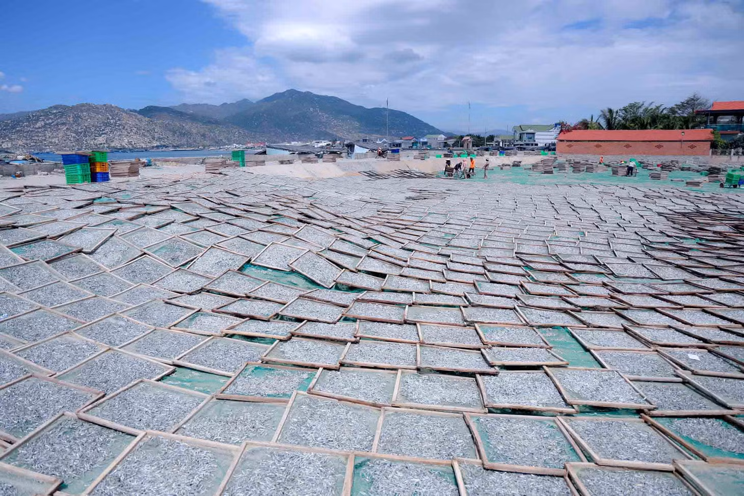 Cá phơi nắng liên tục 6-8 giờ sẽ khô giòn. Các cơ sở sản xuất thường chọn những địa điểm ven bờ biển làm nơi sản xuất, bởi những nơi này có thể đón nắng sớm, gió lộng, đảm bảo cho cá kịp khô trong ngày. Ảnh: Lữ Duy Tường