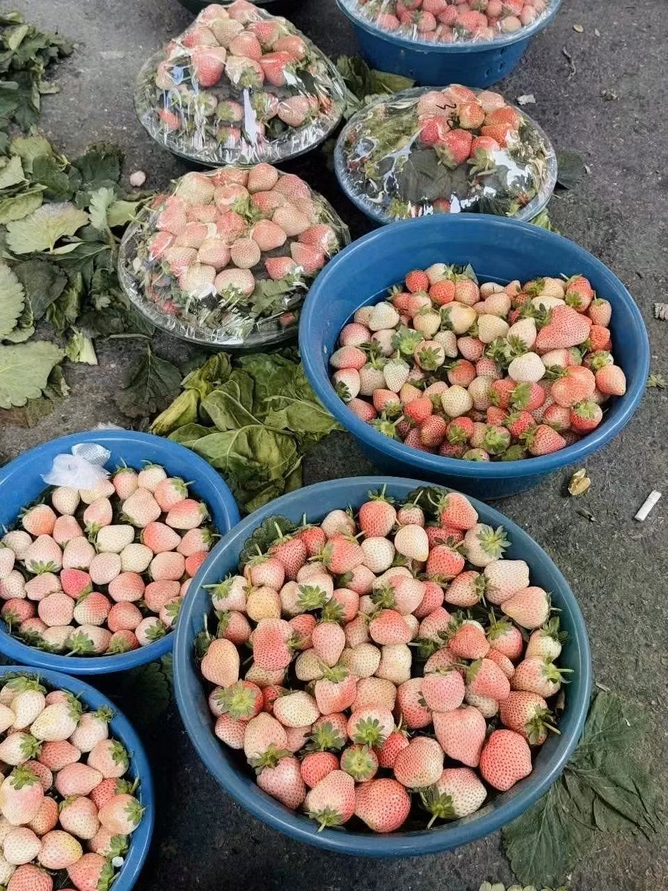 Dâu tây Bạch Tuyết hút người mua vì bắt mắt và vị thơm ngọt nhẹ. Ảnh: Nguyễn Vân