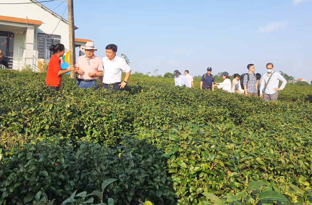 Du khách tham quan vườn trà của Nhà trà Việt Tú (xã Quảng Long, huyện Hải Hà).
