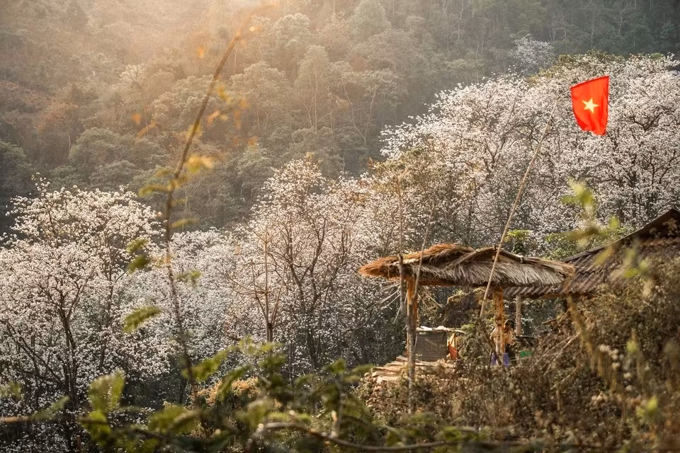 Theo người dân nơi đây, mùa ban thường kéo dài hơn 1 tháng (tháng 3 đến tháng 4). Trước kia, ít người biết đến rừng ban cổ thụ ở Nặm Cứm nhưng 2 năm nay, những bức ảnh về nơi đây gây sốt, thu hút du khách tìm tới chiêm ngưỡng. Dưới tán cây, người Mông dựng lán tạm cho du khách nghỉ chân ngắm cảnh, chụp ảnh. Ảnh: Thiện Nguyễn.