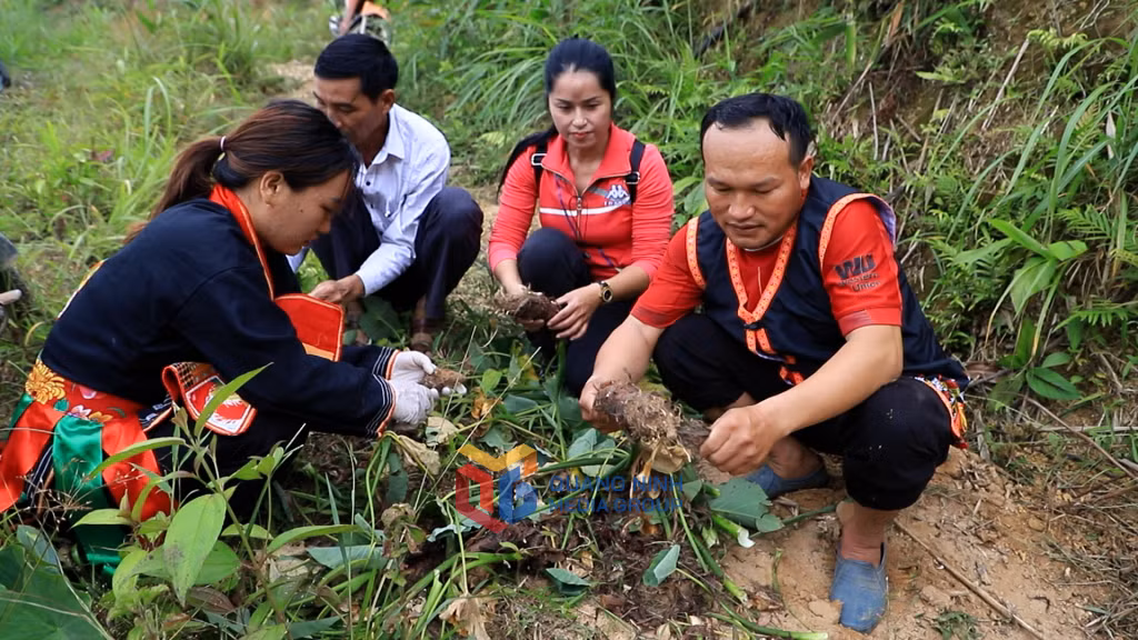 Sau khi thu hoạch, khoai được sơ chế và phân loại ngay trên đồi.