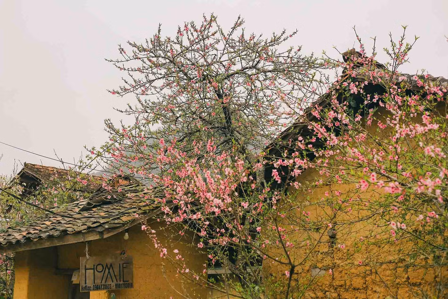 Hoa đào khoe sắc bên những nếp nhà lợp ngói âm dương, được bao quanh bởi bờ rào đá. Ảnh: Phạm Tú