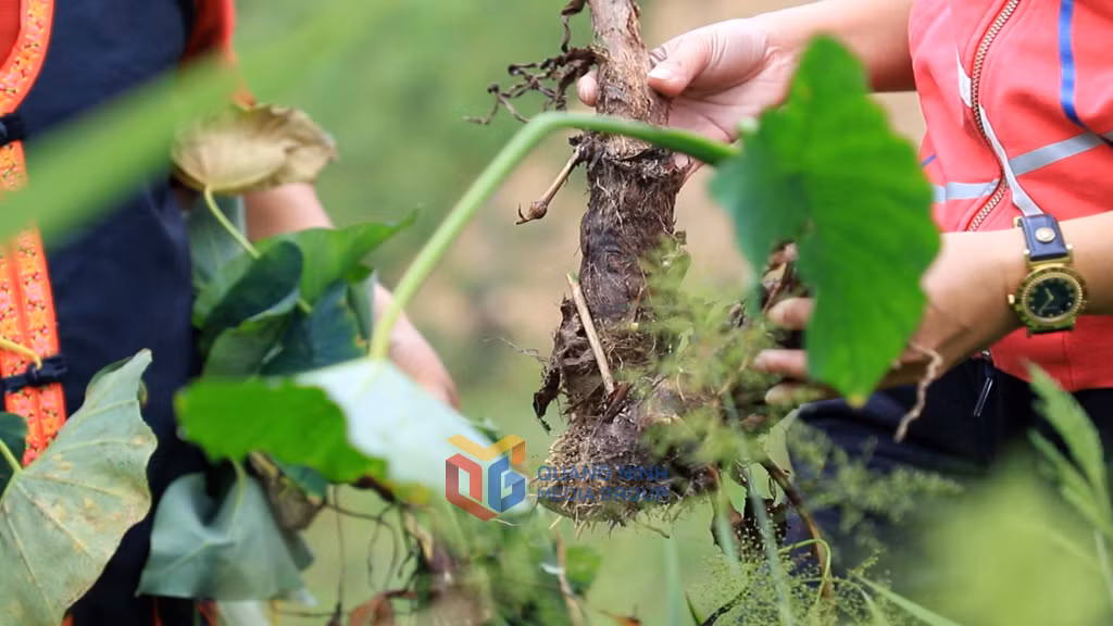 Khoai sọ nương Đồng Sơn có đặc điểm và hương vị đặc trưng.