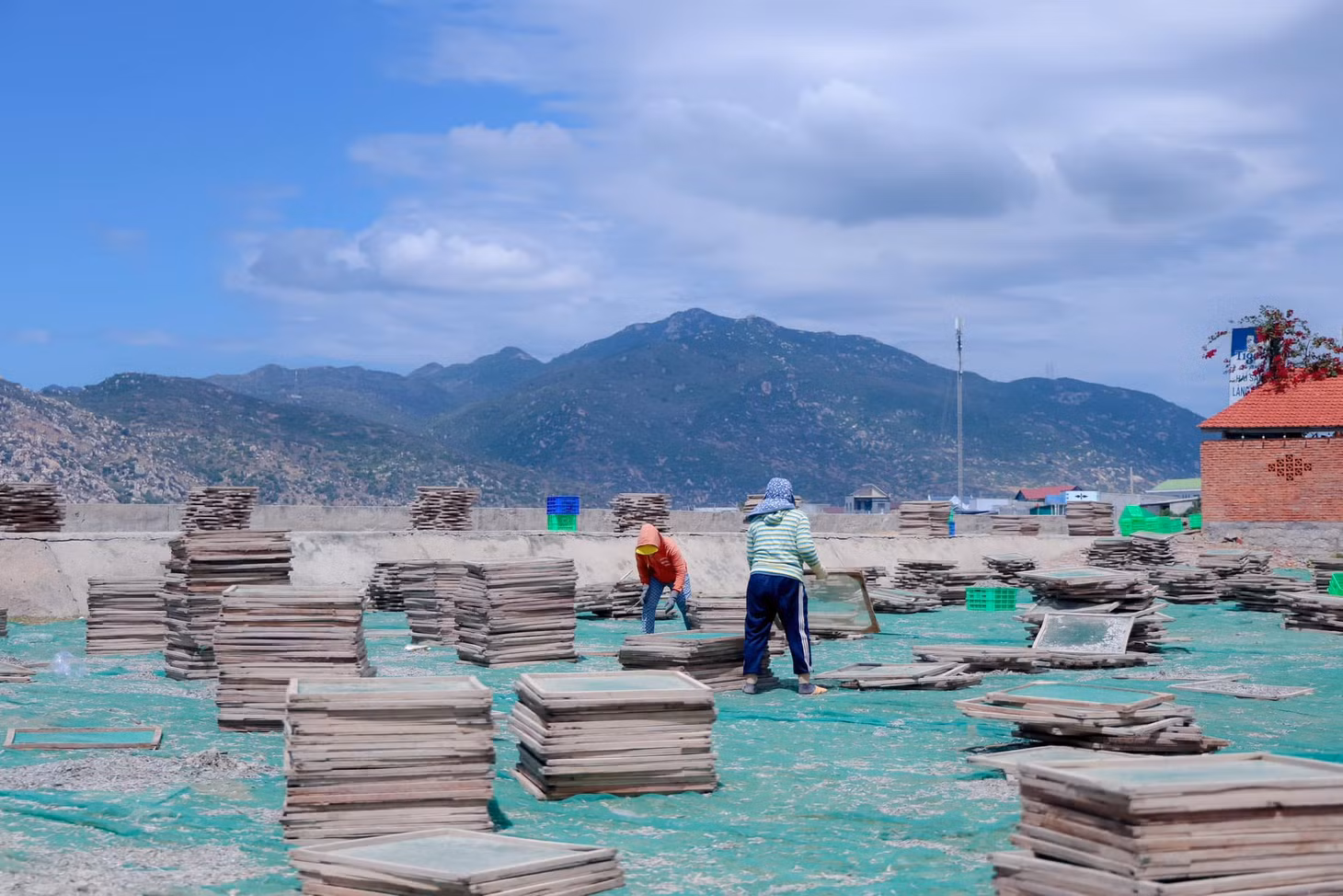 Nghề hấp cá cơm phát triển từ hộ dân nhỏ lẻ đến cơ sở lớn, tạo nên không khí lao động khẩn trương. Ảnh: Lữ Duy Tường