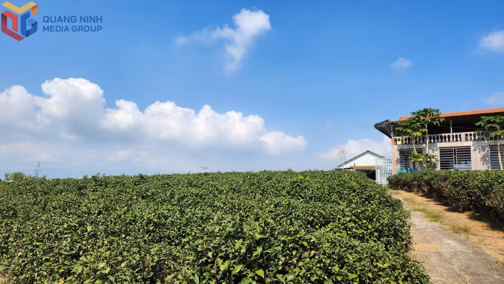 Người dân huyện Hải Hà thực hiện nhiều giải pháp bảo vệ môi trường trong sản xuất nông nghiệp. (Trong ảnh: Đồi chè được trồng theo hướng hữu cơ tại xã Quảng Long)