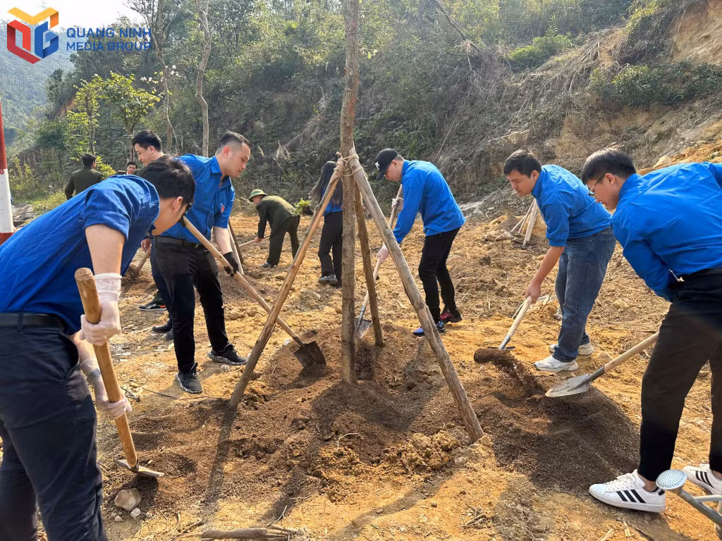 Đoàn viên, thanh niên BIDV Quảng Ninh trồng cây hoa ban.