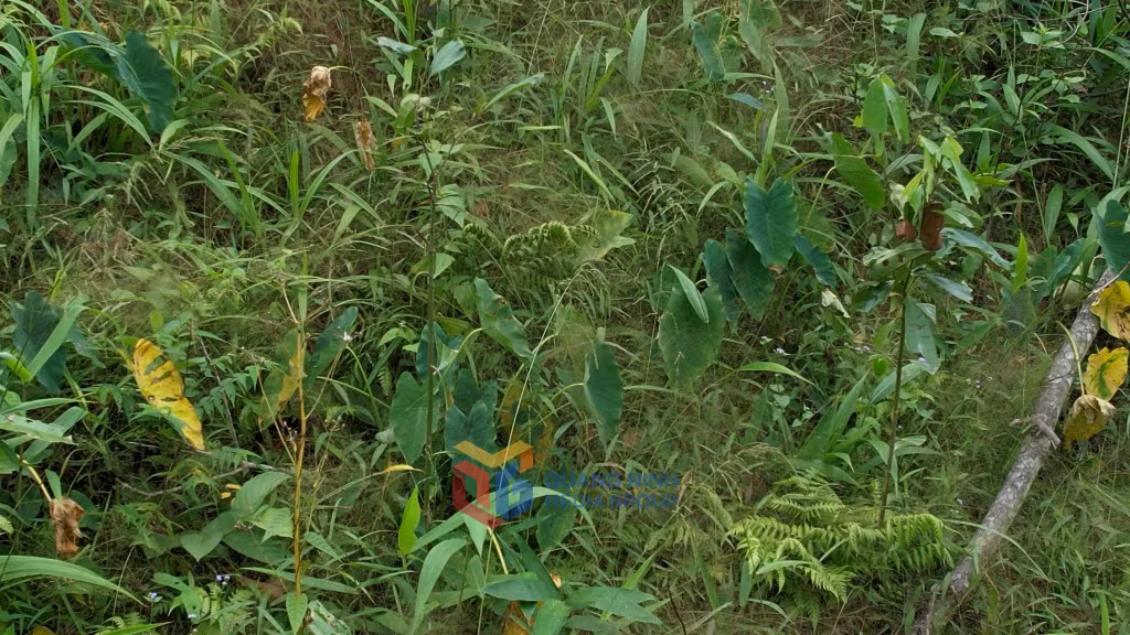 Khoai sọ nương được trồng xen canh trên đất rừng sản xuất và cho thu hoạch vào dịp cuối năm.