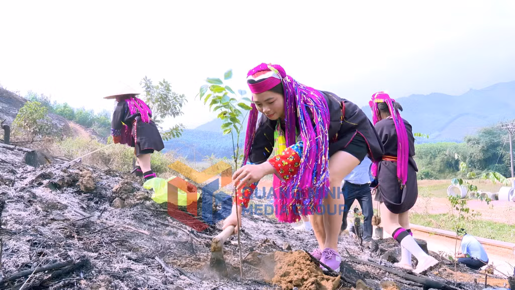 Dân tộc Dao Thanh Y tham gia trồng cây lim xanh tại thôn Làng Han, xã Đồn Đạc, huyện Ba Chẽ trong ngày hội Tết trồng cây. Ảnh: Phạm Học