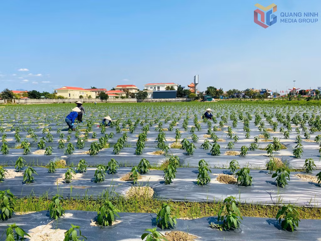 Nông dân phường Đông Triều triển khai mô hình trồng ớt chỉ thiên A06 theo phương pháp hữu cơ. Ảnh: HND phường Đông Triều