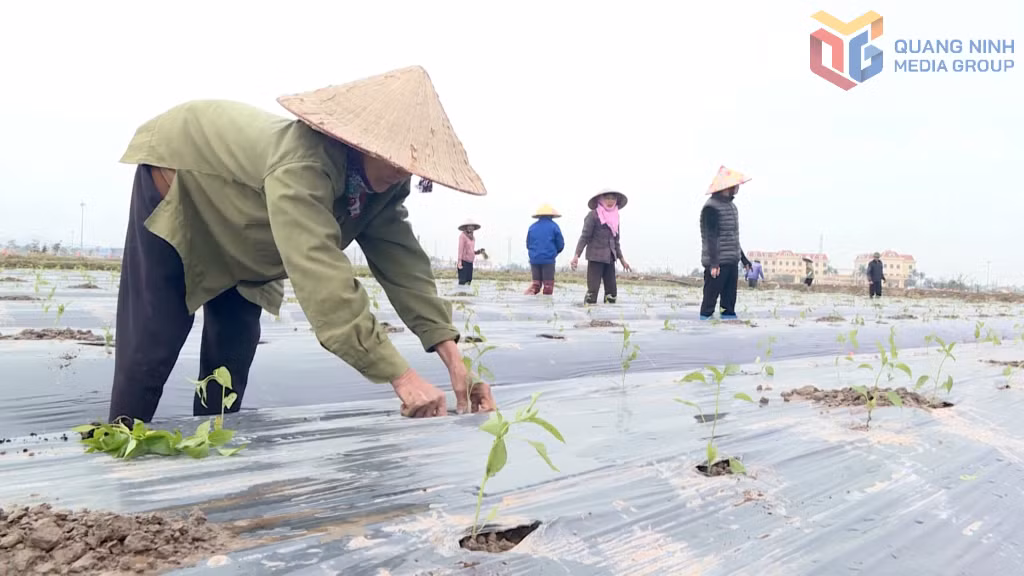 Hội nông dân phường Mạo Khê liên kết triển khai trồng ớt theo quy trình hữu cơ phục vụ cho việc mở rộng thị xuất khẩu.