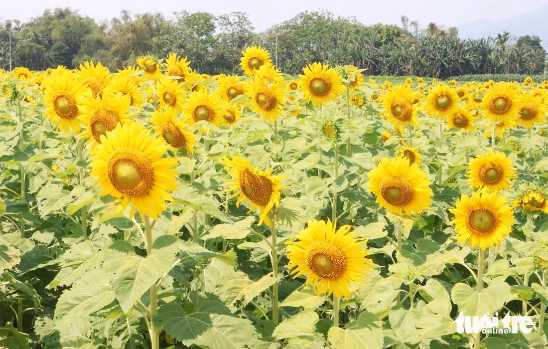 Sắc hướng dương rực vàng