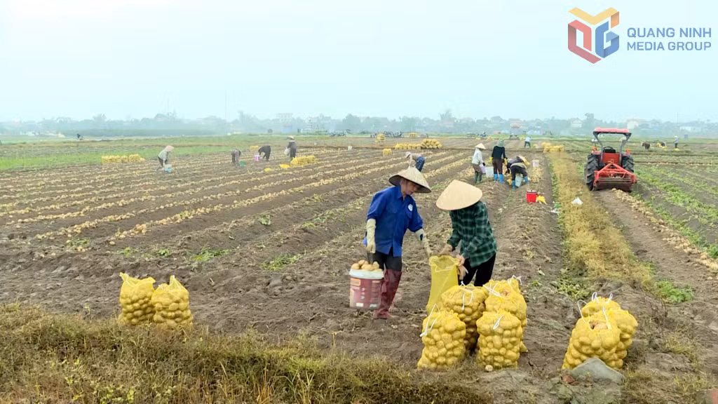 Nông dân phường An Sinh thu hoạch khoai tây Atlantic vụ đông.