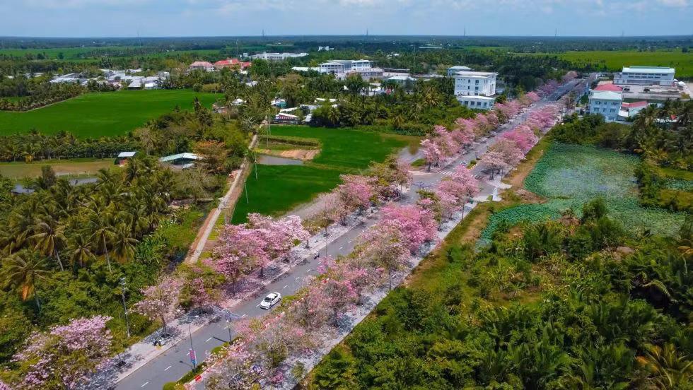 Mỗi độ tháng 3, tuyến đường dẫn vào trung tâm hành chính xã Phú Tâm (TP Cần Thơ) trước đây là huyện Châu Thành, tỉnh Sóc Trăng cũ lại khoác sắc hồng rực rỡ của hoa kèn hồng. Những hàng cây đồng loạt nở hoa, tạo nên khung cảnh lãng mạn, thu hút nhiều du khách đến tham quan và chụp ảnh.