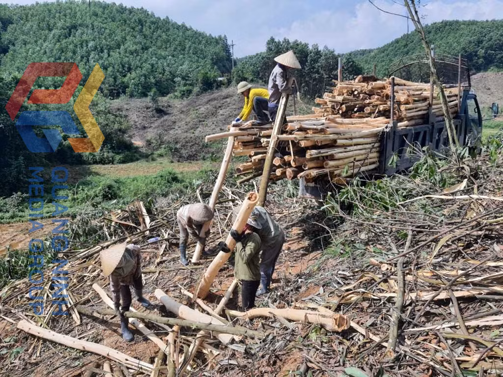 Người dân Ba Chẽ khai thác gỗ rừng trồng.