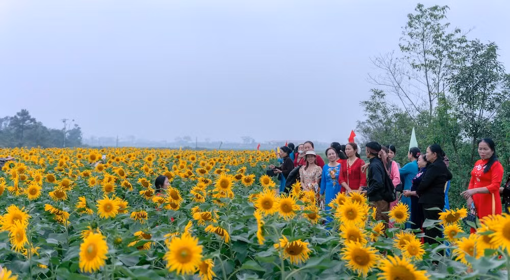Giữa không gian đồng quê rộng lớn ở Kim Liên (tỉnh Nghệ An), hàng chục nghìn bông hoa hướng dương bung nở, tạo nên sắc vàng rực rỡ trải dài.