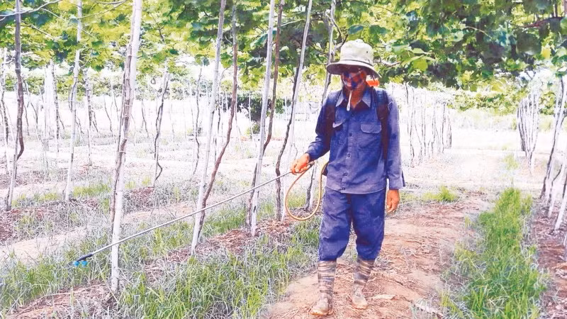 Thuốc diệt cỏ nếu không được quản lý, sử dụng đúng quy định sẽ gây ô nhiễm môi trường.