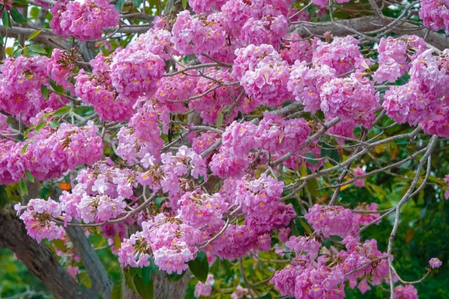 Khi vào mùa, cây gần như rụng hết lá, chỉ còn lại những chùm hoa màu hồng phấn bung nở, tạo thành “con đường hoa” đặc trưng của địa phương.