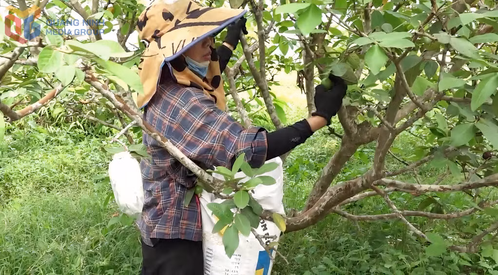 Trồng ổi đã mang lại hiệu quả kinh tế cao cho người dân phường Hoành Bồ.