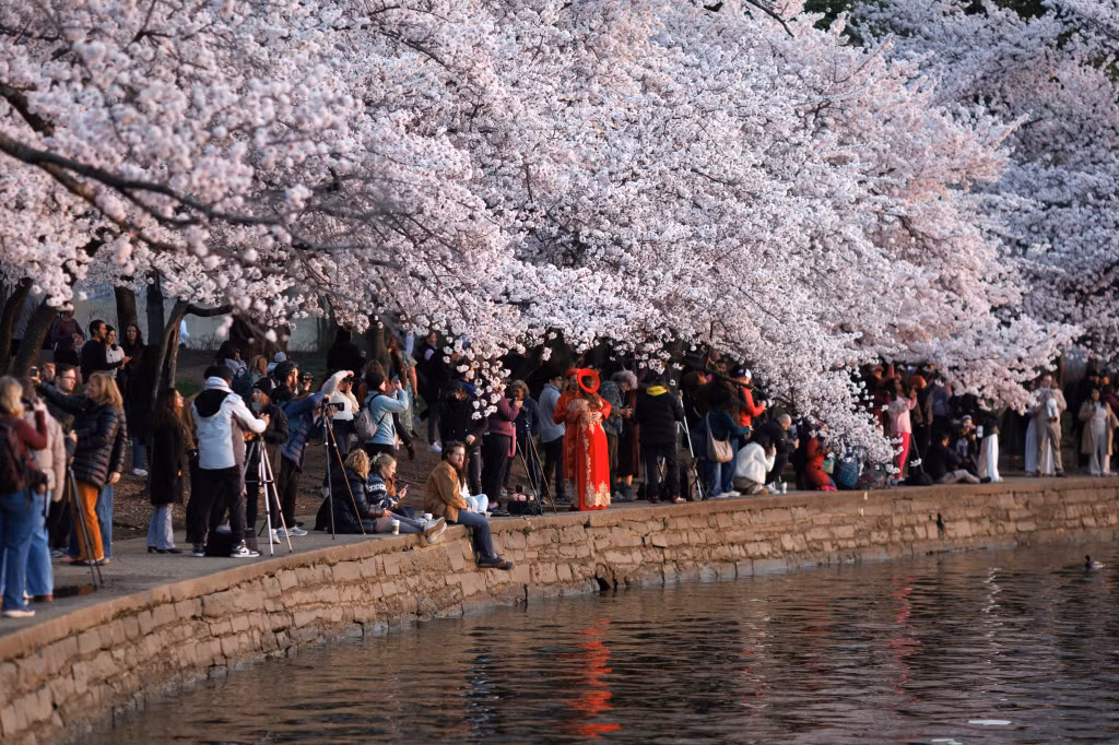 Du khách tập trung ngắm bình minh giữa những hàng hoa anh đào dọc hồ Tidal Basin tại Washington, ngày 26/3/2026. Ảnh: AP
