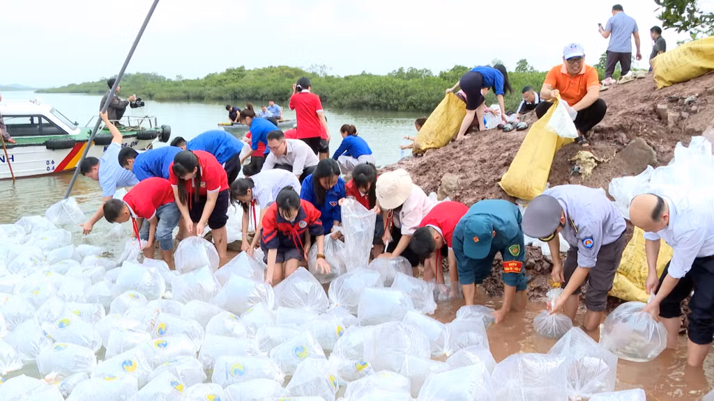 3,6 triệu con giống thủy sản được thả tại vùng đất ngập nước Đồng Rui,xã Hải Lạng. 