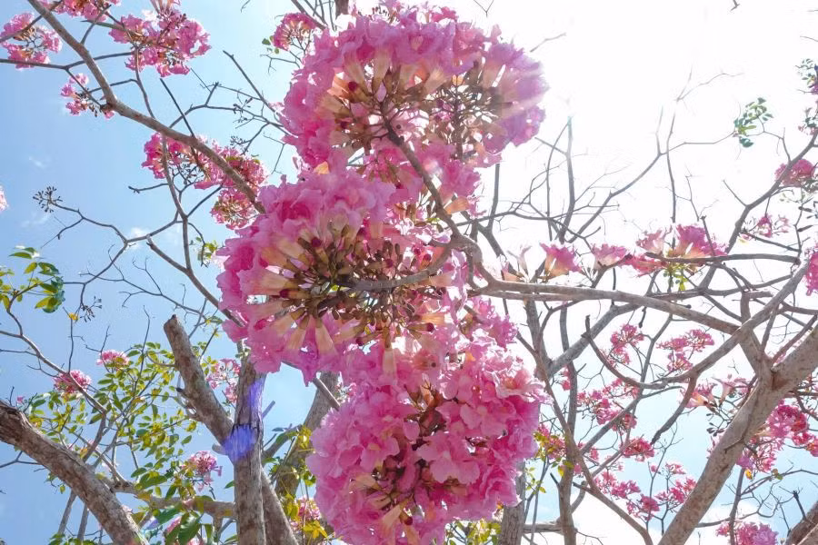 Kèn hồng còn được gọi là hoa chuông hồng, có nguồn gốc từ châu Mỹ. Loài hoa này thường bắt đầu nở vào khoảng tháng 2 - 3 hằng năm.