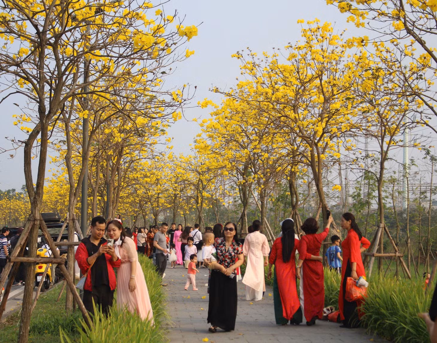 Tại một khu đô thị ở phường Hà Đông, con đường hoa phong linh dài khoảng 1km đang vào độ nở rộ. Khi cây phong linh ra hoa cũng là lúc lá gần như rụng hết, chỉ còn lại các chùm hoa dày tựa những bông nắng vàng.