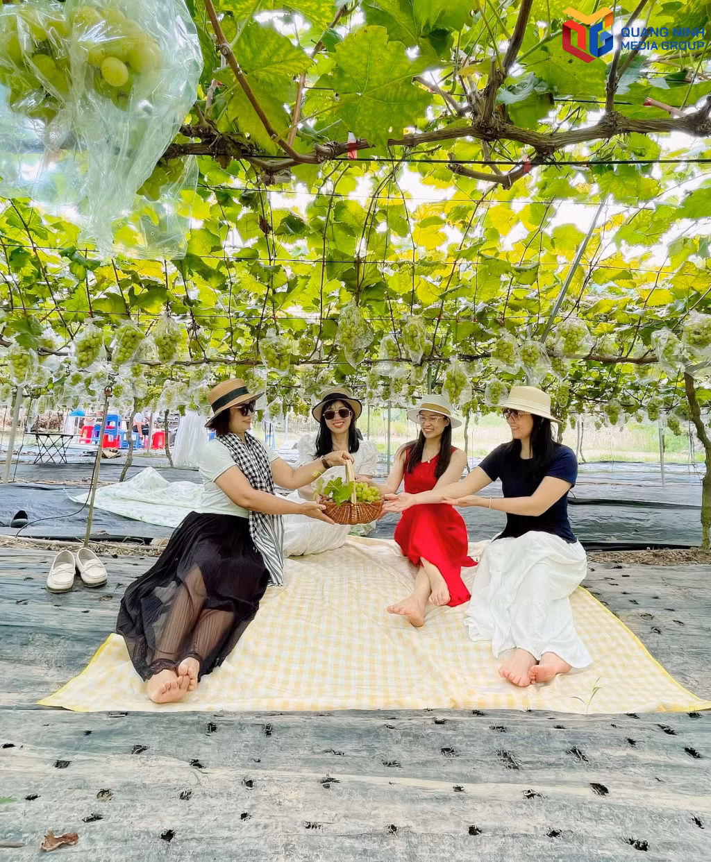 Những vườn nho sữa trên địa bàn xã Bình Liêu là điểm du lịch hấp dẫn du khách.