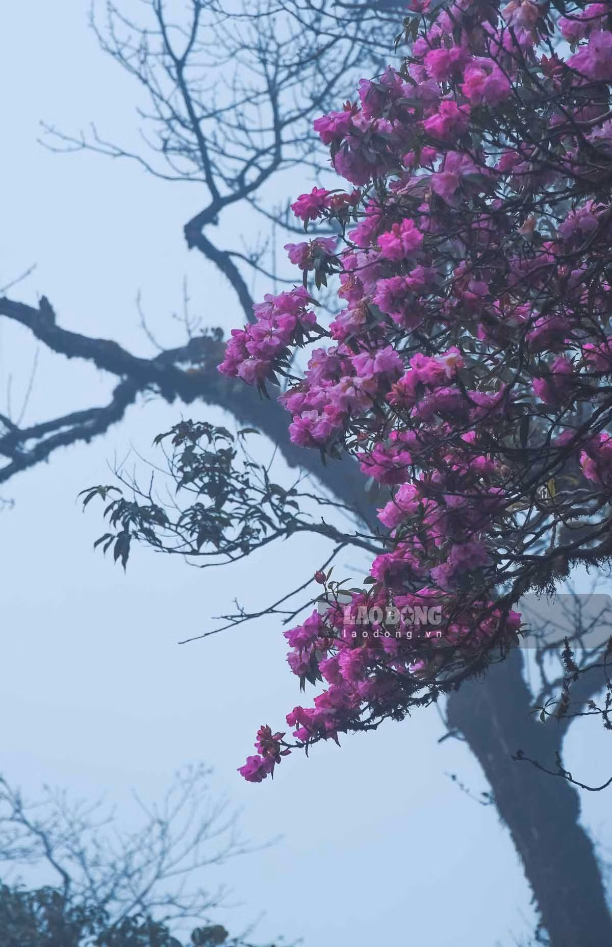 Rừng hoa đỗ quyên ở Tây Côn Lĩnh có những cây tuổi đời từ hàng chục đến hàng trăm năm.